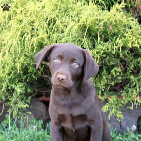 Daisy, Chocolate Labrador Retriever Puppy