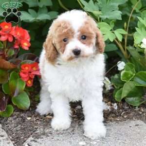 Daisy, Miniature Poodle Puppy
