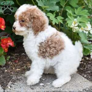 Daisy, Miniature Poodle Puppy