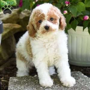 Daisy, Miniature Poodle Puppy