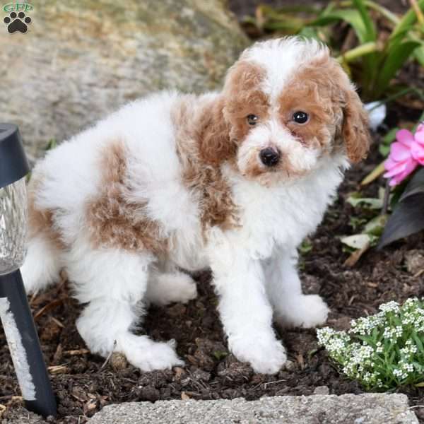 Daisy, Miniature Poodle Puppy