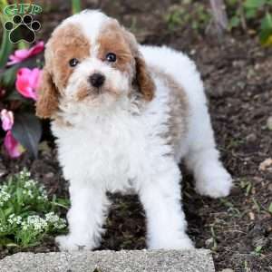 Daisy, Miniature Poodle Puppy