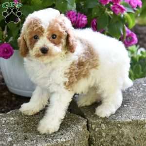 Daisy, Miniature Poodle Puppy