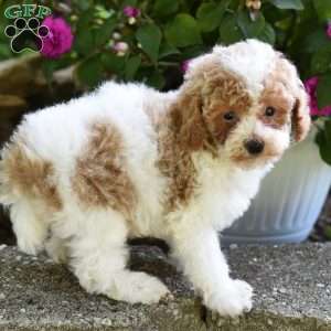 Daisy, Miniature Poodle Puppy