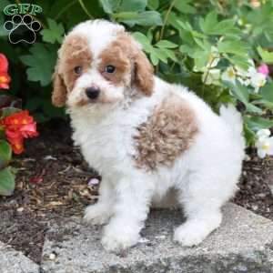Daisy, Miniature Poodle Puppy