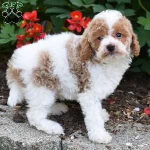 Daisy, Miniature Poodle Puppy