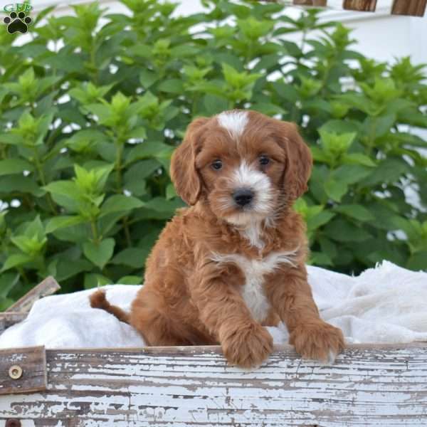 Dakota, Mini Goldendoodle Puppy