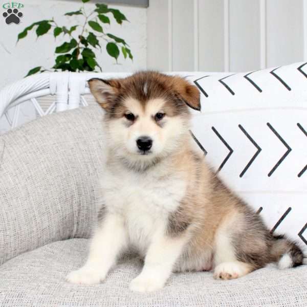 Dakota, Alaskan Malamute Puppy