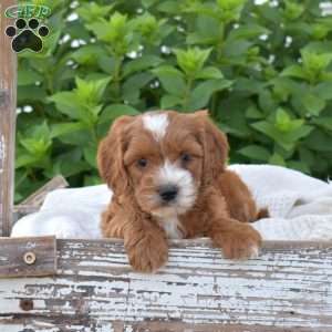 Dakota, Mini Goldendoodle Puppy