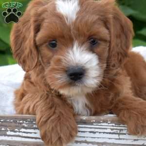 Dakota, Mini Goldendoodle Puppy