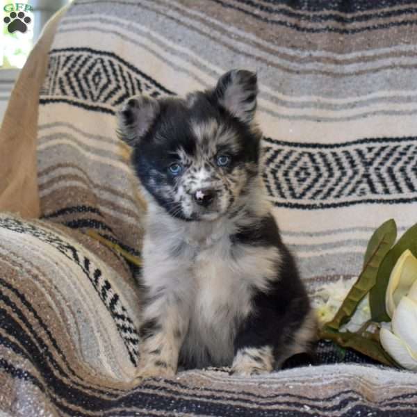 Dakota, French Bulldog Mix Puppy