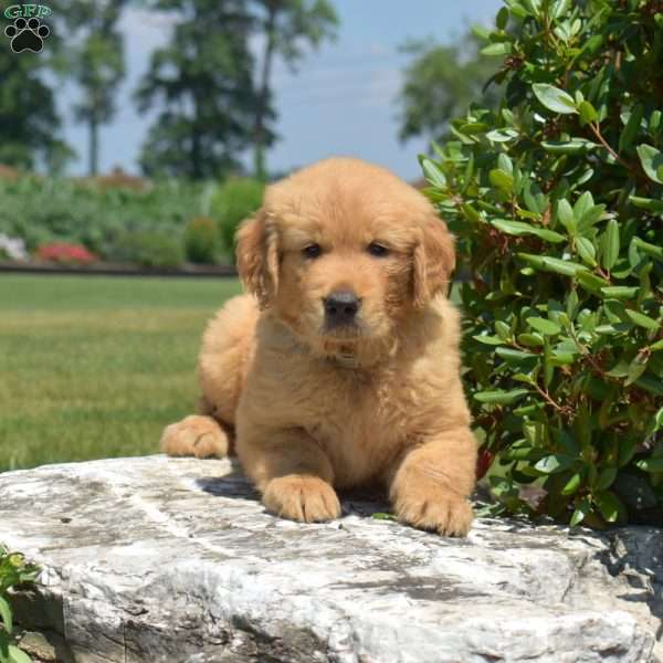 Dakota, Golden Retriever Puppy