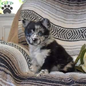 Dakota, French Bulldog Mix Puppy