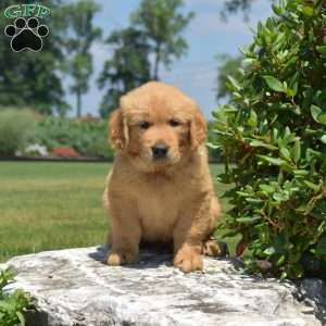 Dakota, Golden Retriever Puppy