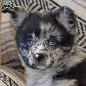 Dakota, French Bulldog Mix Puppy