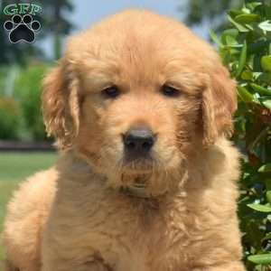 Dakota, Golden Retriever Puppy