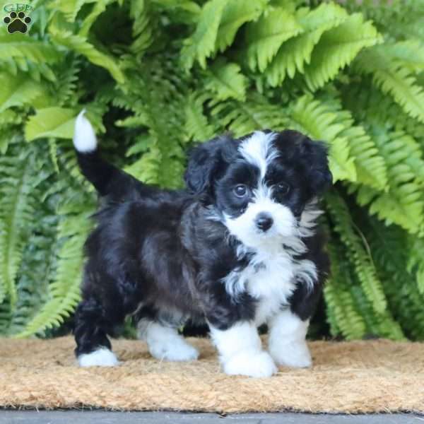 Dakota, Miniature Poodle Mix Puppy