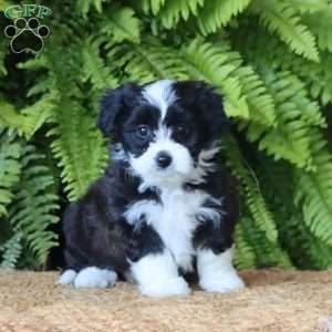 Dakota, Miniature Poodle Mix Puppy