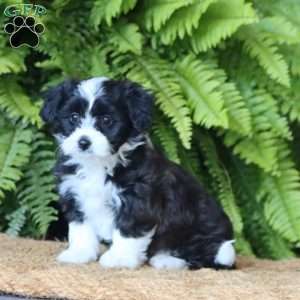 Dakota, Miniature Poodle Mix Puppy