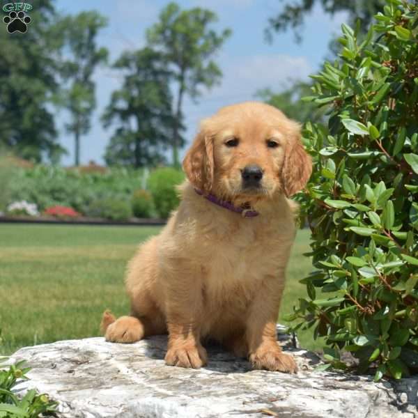 Dallas, Golden Retriever Puppy