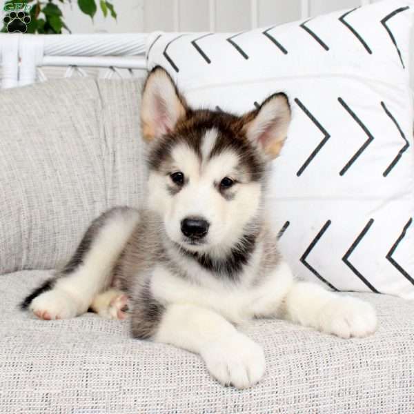 Dallas, Alaskan Malamute Puppy