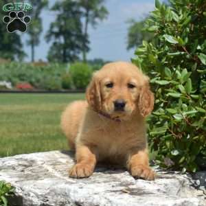 Dallas, Golden Retriever Puppy