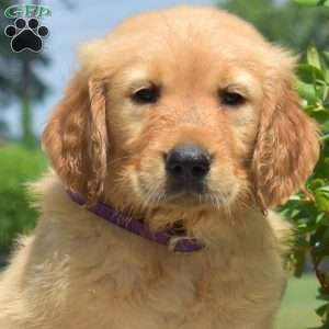 Dallas, Golden Retriever Puppy