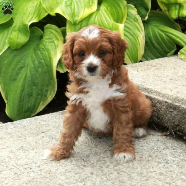 Dana, Cavapoo Puppy