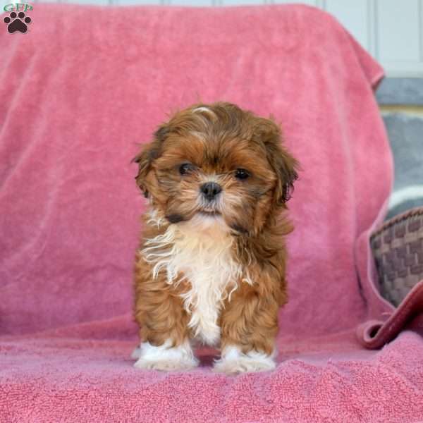 Daphne, Shih Tzu Puppy