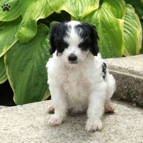 Daphne, Cavapoo Puppy