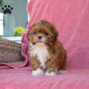 Daphne, Shih Tzu Puppy