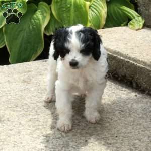 Daphne, Cavapoo Puppy