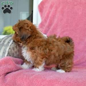 Daphne, Shih Tzu Puppy