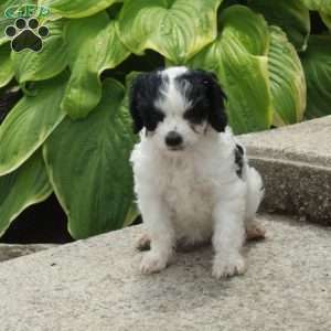 Daphne, Cavapoo Puppy