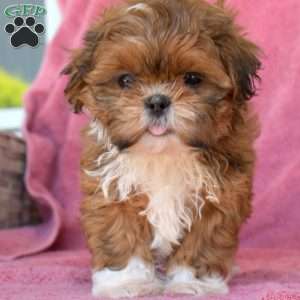 Daphne, Shih Tzu Puppy