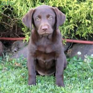 Darby, Chocolate Labrador Retriever Puppy