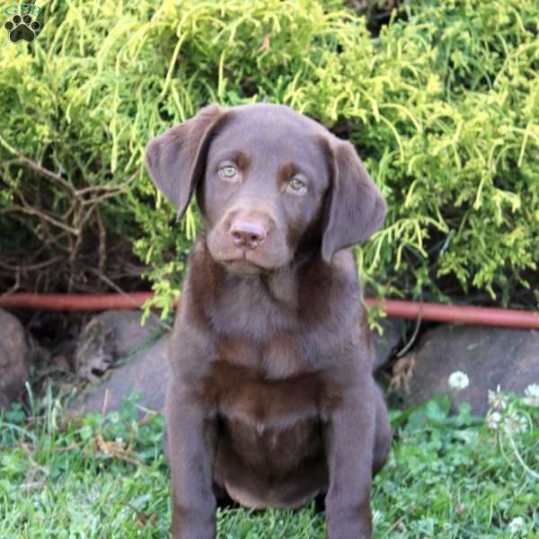 Darby, Chocolate Labrador Retriever Puppy