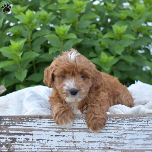 Darcy, Mini Goldendoodle Puppy
