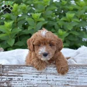 Darcy, Mini Goldendoodle Puppy