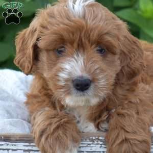 Darcy, Mini Goldendoodle Puppy