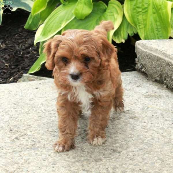 Darla, Cavapoo Puppy