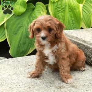 Darla, Cavapoo Puppy