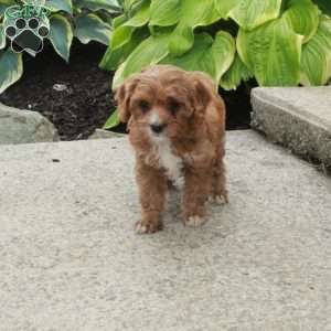Darla, Cavapoo Puppy