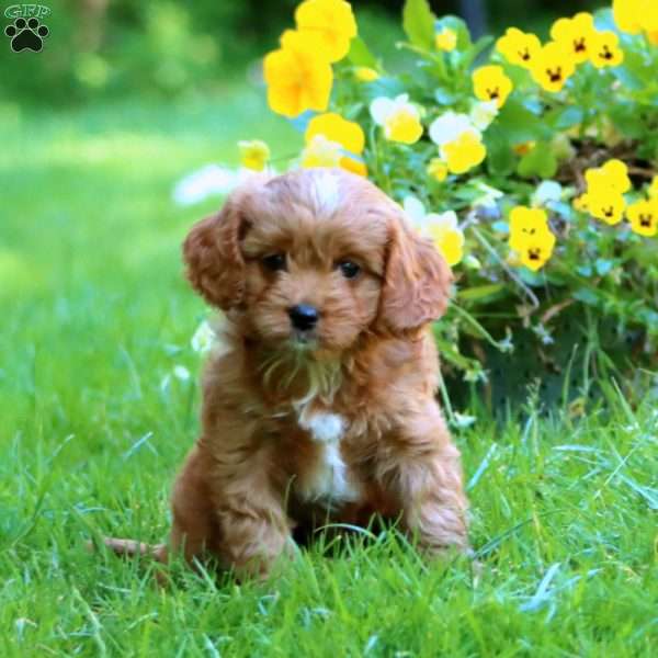 Darla, Cavapoo Puppy