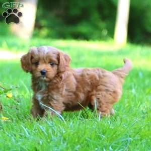 Darla, Cavapoo Puppy