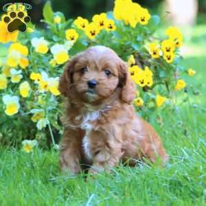 Darla, Cavapoo Puppy