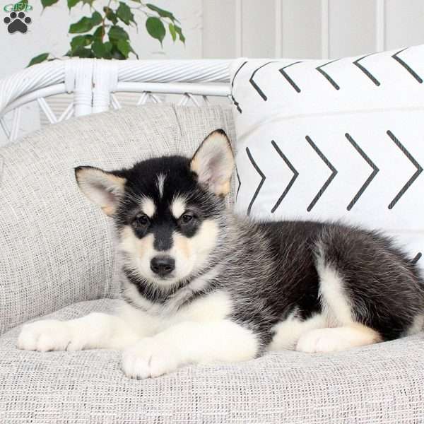 Darling, Alaskan Malamute Puppy