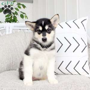 Darling, Alaskan Malamute Puppy