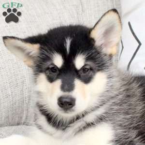 Darling, Alaskan Malamute Puppy