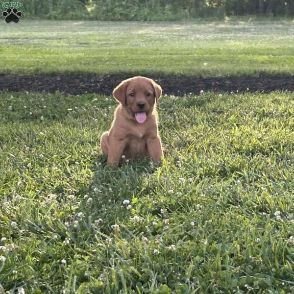 Dassy, Fox Red Labrador Retriever Puppy